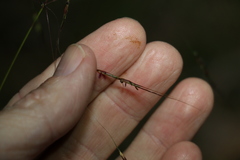 Chrysopogon sylvaticus