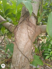 Coussapoa asperifolia