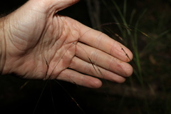 Chrysopogon sylvaticus