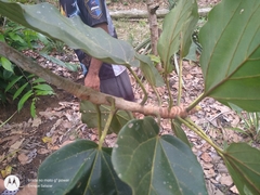 Coussapoa asperifolia