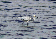 Egretta thula × tricolor