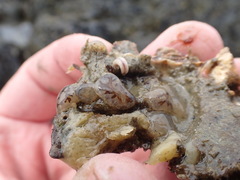 Onchidoris bilamellata