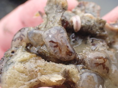 Onchidoris bilamellata