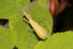 Sinomantis denticulata