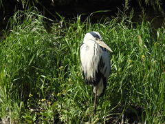 Ardea cinerea