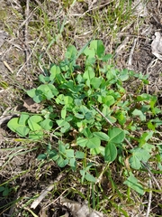 Trifolium hybridum