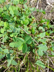 Trifolium hybridum