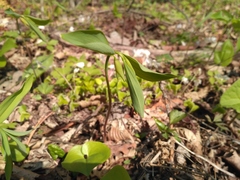 Polygonatum involucratum
