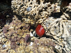 Actinia ebhayiensis
