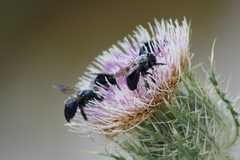 Osmia chalybea