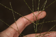 Digitaria parviflora