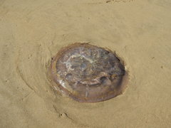 Eupilema inexpectata