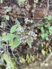 Alloispermum integrifolium