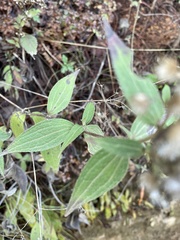 Alloispermum integrifolium
