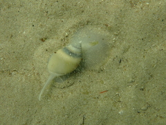 Bullia laevissima
