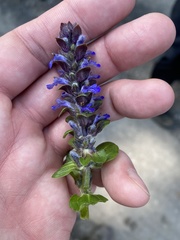Ajuga genevensis