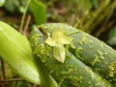 Pleurothallis epiglottis