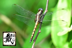 Orthetrum luzonicum