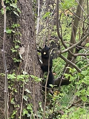 Sciurus carolinensis