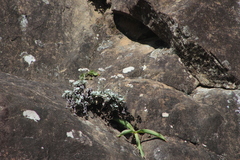 Helichrysum sutherlandii