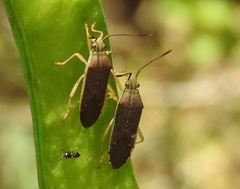 Catorhintha divergens