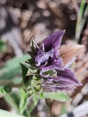 Lepidagathis cyanea