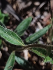 Lepidagathis cyanea