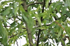Curruca curruca