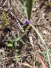 Lepidagathis cyanea