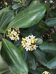 Pittosporum tobira
