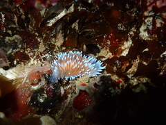 Antiopella capensis