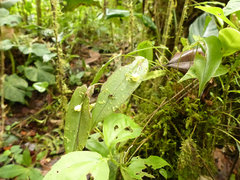 Pleurothallis epiglottis