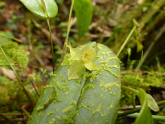 Pleurothallis epiglottis