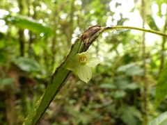 Pleurothallis epiglottis
