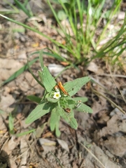 Buglossoides czernjajevii