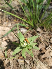 Buglossoides czernjajevii