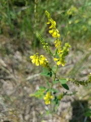 Melilotus officinalis