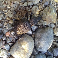 Cychrus tuberculatus