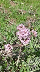 Valeriana tuberosa