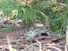 Elgaria multicarinata scincicauda