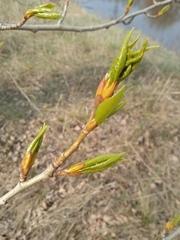 Populus × sibirica
