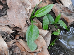 Pontederia vaginalis