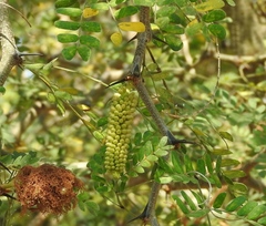 Ebenopsis caesalpinioides
