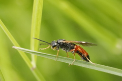 Tenthredopsis stigma