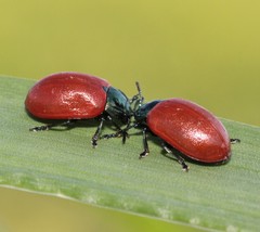 Chrysomela saliceti