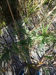 Cyperus textilis