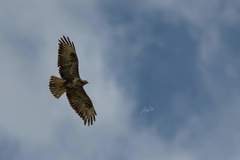 Buteo buteo