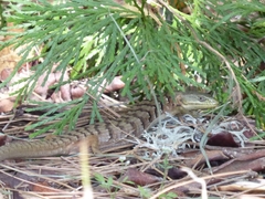 Elgaria multicarinata scincicauda