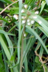 Capsella bursa-pastoris