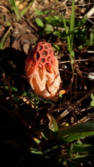 Colus hirudinosus